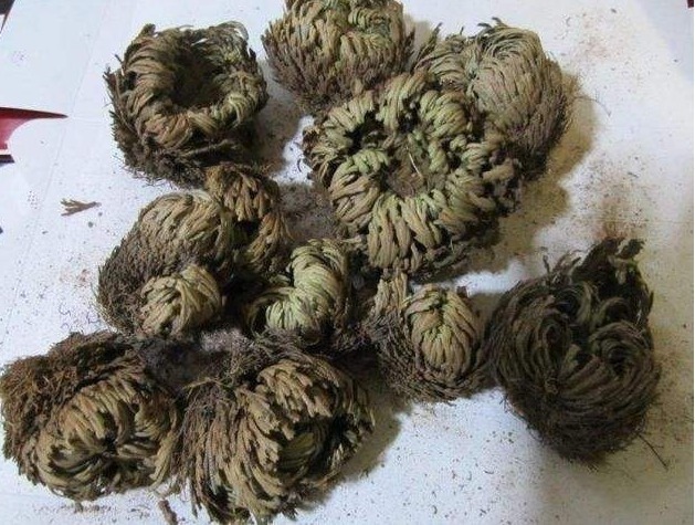 结膜炎|传说中的“九死还魂草”，农村路边到处都是，药用价值极高