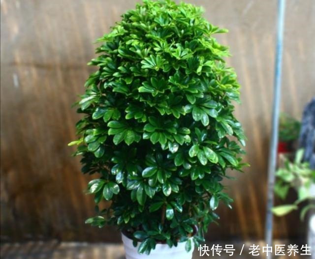 室内养什么植物好，4种常见观叶花卉，清新、美观又大方！