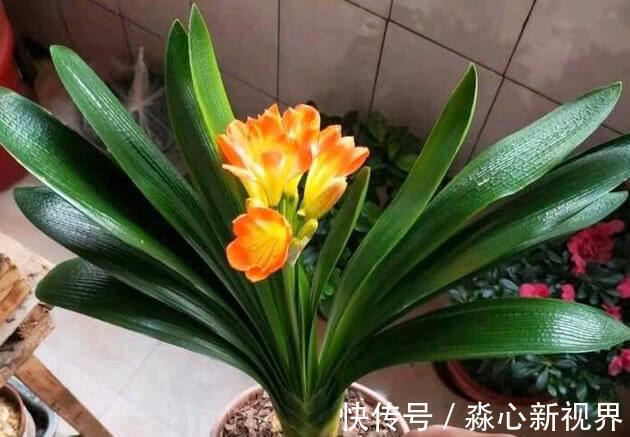 君子兰|养绿萝、君子兰,学会1招,叶片油绿,新芽噌噌冒,花开多又艳!