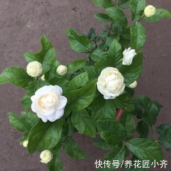 根系|虎头茉莉开花重瓣非常美，之所以多数人养不好，关键原因在这里