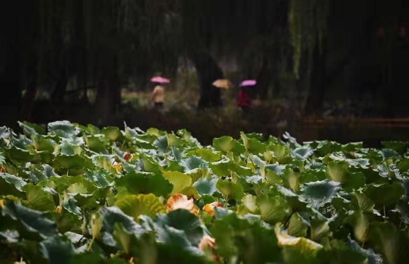 月赛|邀您来“打卡”！圆明园开启金秋游，发布三条最佳游线