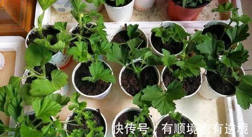 养花|别只用阿司匹林,“扦插”用上这“3药粉”,7天“白根”肥又壮