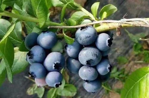  过后|女人三十过后，常吃此食物，淡化雀斑、皮肤红润又细腻