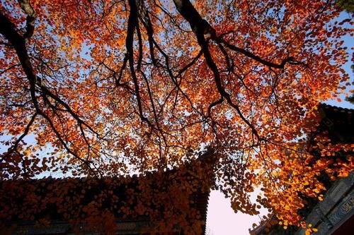 老年|除泰山外唯一的岱庙，坐落在山西，断臂“维纳狮”太吸睛！