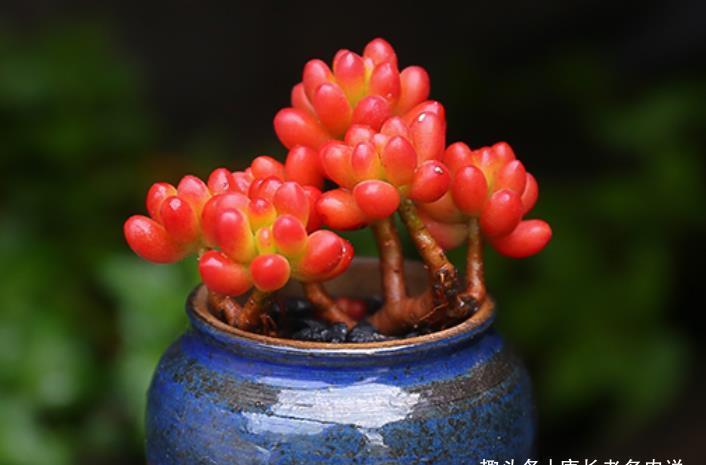 叶片|多肉虹之玉发生倒伏?没关系,既然它不愿意站着生,就让它趴着长