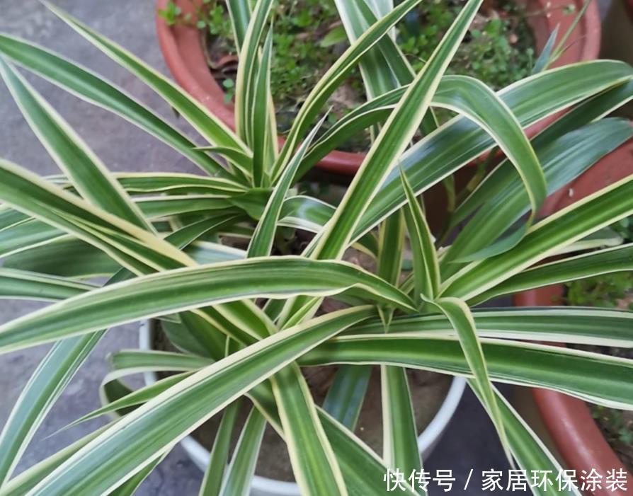 光合作用|天热养金边吊兰,盆栽牢记4点,叶子纹路清晰,小白花开不停