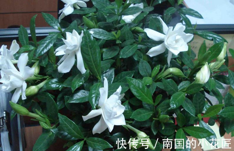 花卉|适合秋季扦插的4种花,掌握住方法,成活率比其他季节高得多