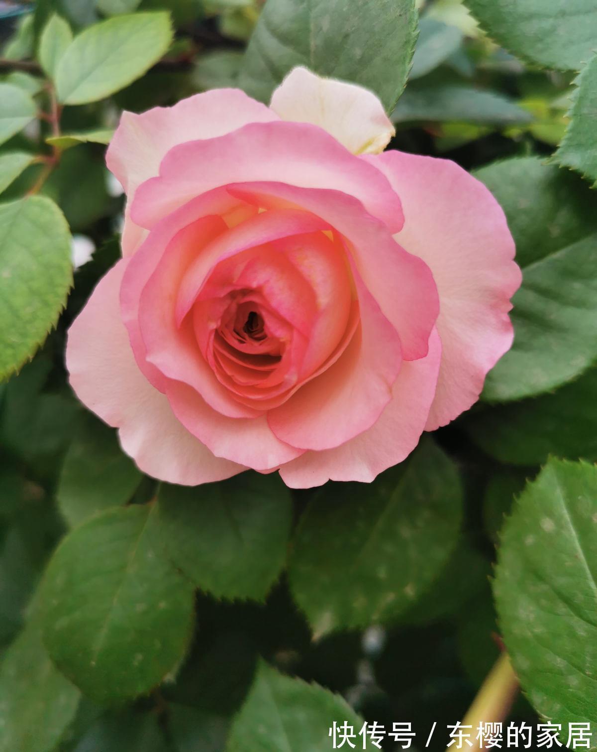 月季|学会养护5步法，月季嗖嗖满架爬，整面花墙太好看