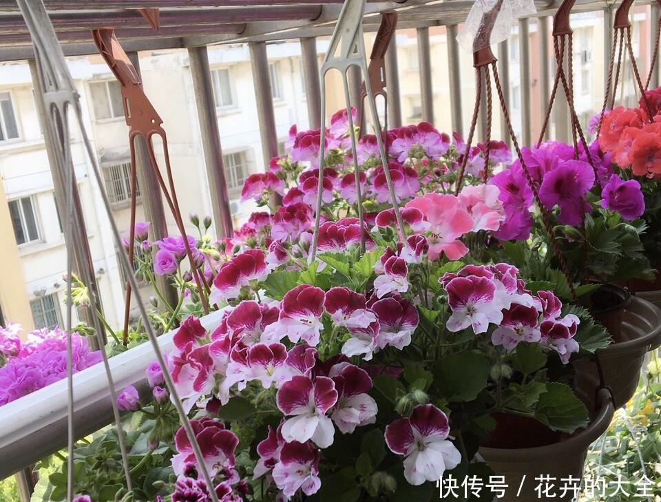 懂花的人，喜欢这5种盆栽，“花比叶子多”，轻松养到爆盆