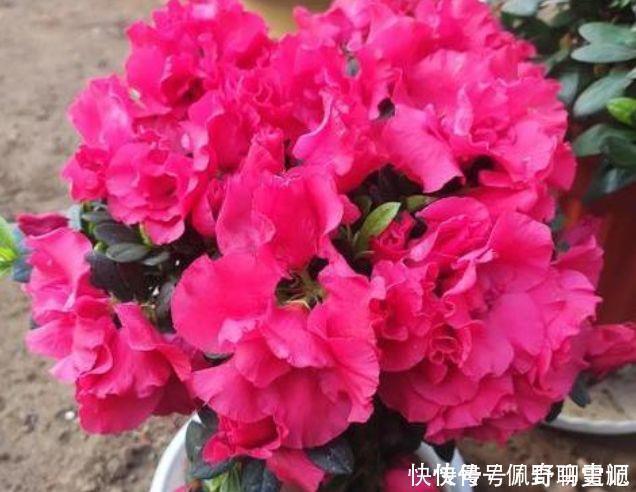 杜鹃花|4种花养家里，福旺运旺财更旺，阵阵花香，花朵大！