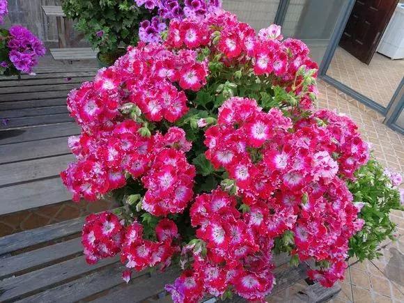 天竺葵度夏|1种花“人人爱”,耐旱好养,新手也能花开成球,一开300天!