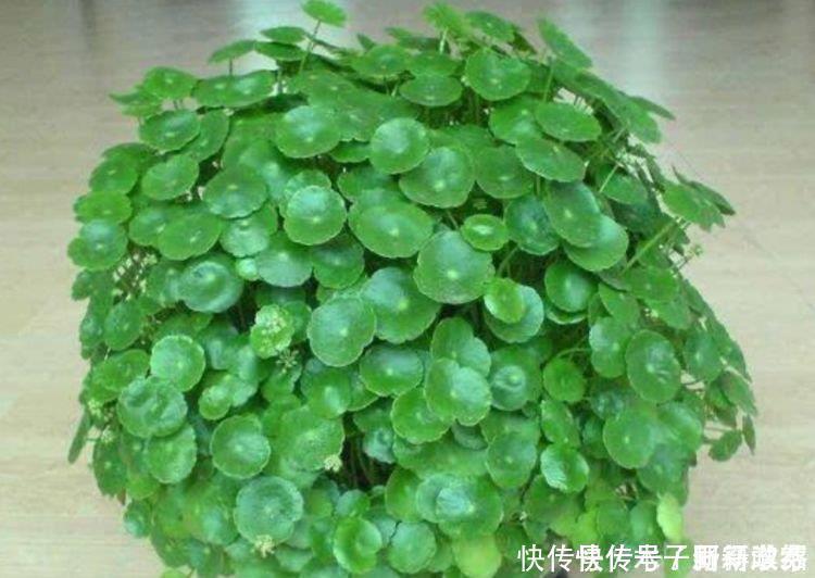 财纳福好运来|4种花自带财运,家里养一盆,招财纳福好运来,给点水就疯长!