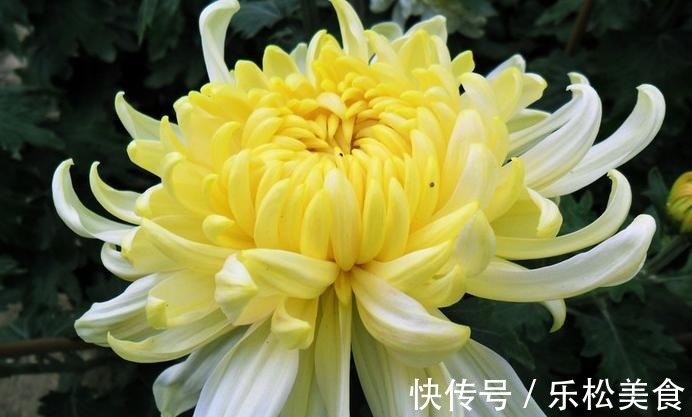 喜欢菊花,就养“菊中珍品”黄莲羹,花色妖艳美丽,造型独特优雅