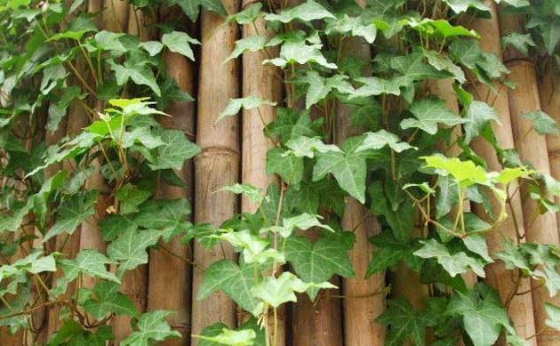 老祖宗说立冬家中摆上这3种“吉祥花”,佑家红红火火,吉祥如意