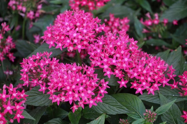 喜欢养花，不如养盆紫雾泡泡，花朵像玫瑰，全年花开不断