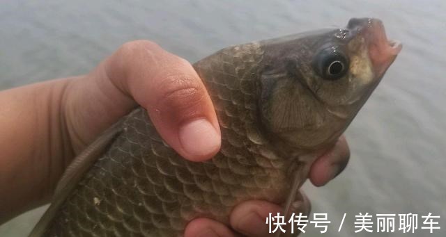 钓饵|别看这东西便宜,却是鲫鱼最爱吃的饵料,它就在你身边