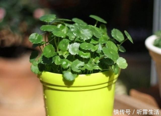 要领|老花农养铜钱草，记住3个“要领”，叶子大又绿，疯长到爆盆