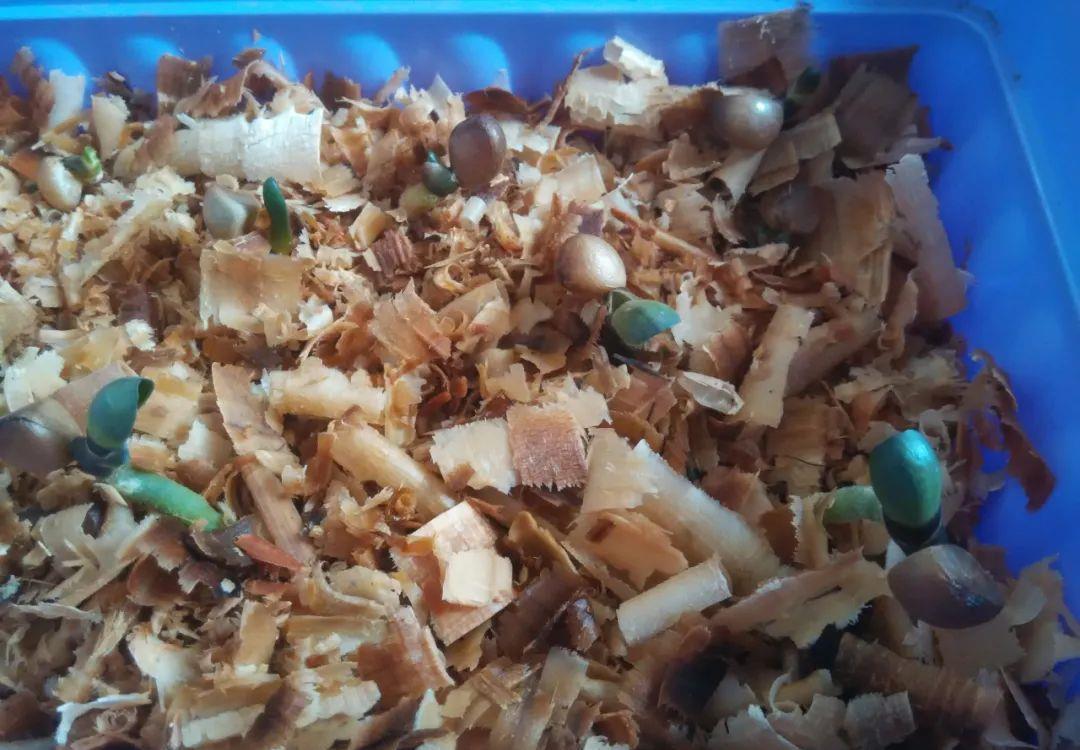 木屑|君子兰种子催芽很容易，只需简单操作几步，很快收获一盆苗儿