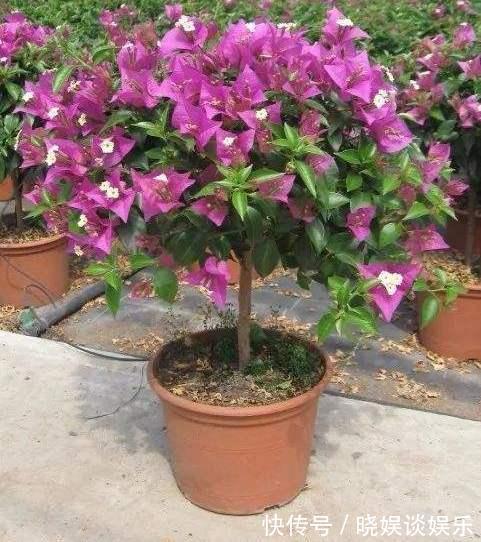 三角梅开花少、不开花学会这“3招”，不出1个月，开成大花球！
