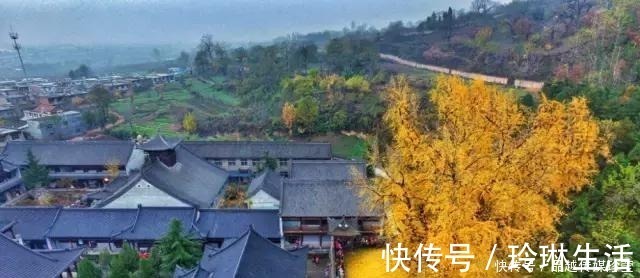 苍劲|这3种盆景可以养成传家宝,再穷也要养,越老越值钱!