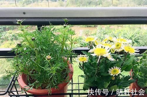 花盆|养花5年,总结出几个超实用养花技巧,5分钟学会,啥花都能活!