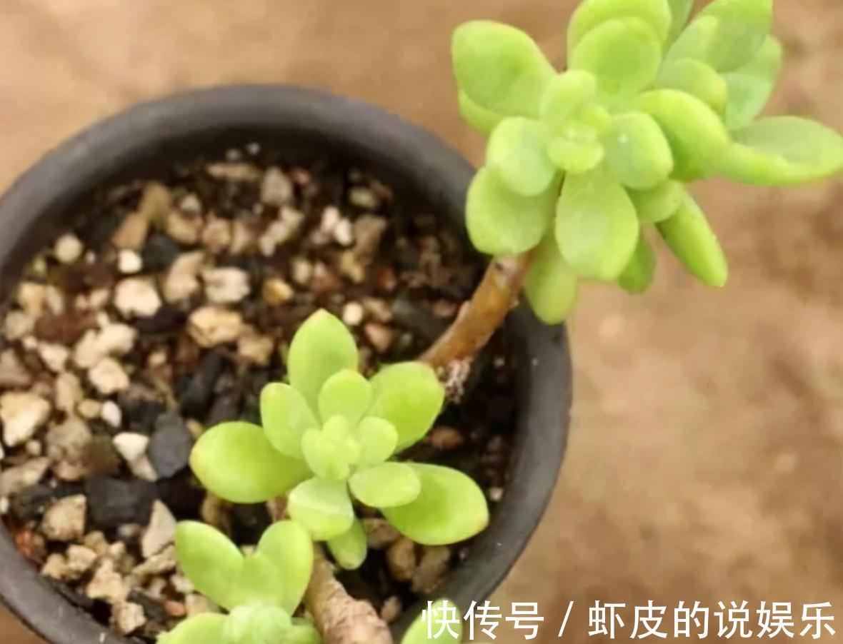8种多肉植物,颜值高香味迷人,太喜欢了