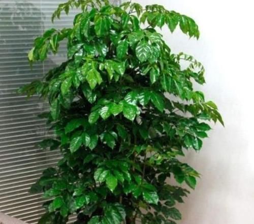 阳台|最受欢迎的4种花,不用费心管,就能旺盛生长,养盆放阳台美极了