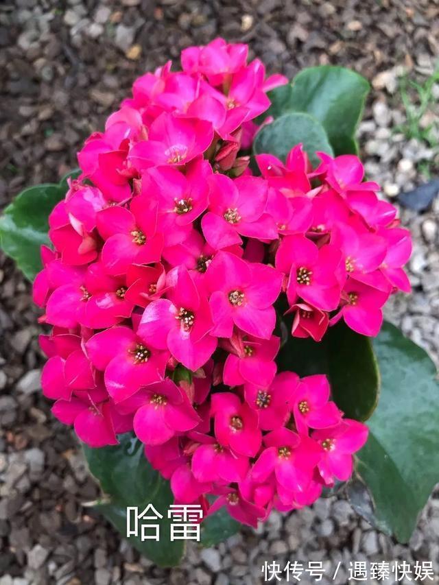 长寿花17个品种,个个都是爆花机器,谁见了都夸!