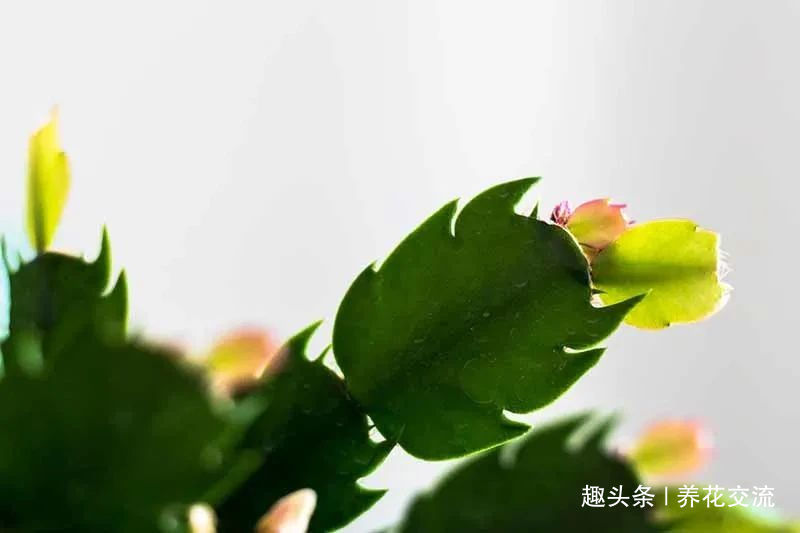 室内蟹爪兰四季养护操作,繁殖和促花技巧教给你,看你能学多少