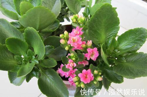 爆盆|这2种“肥”长寿花最喜欢!盆里放一点,叶片肉嘟嘟,开花爱爆盆