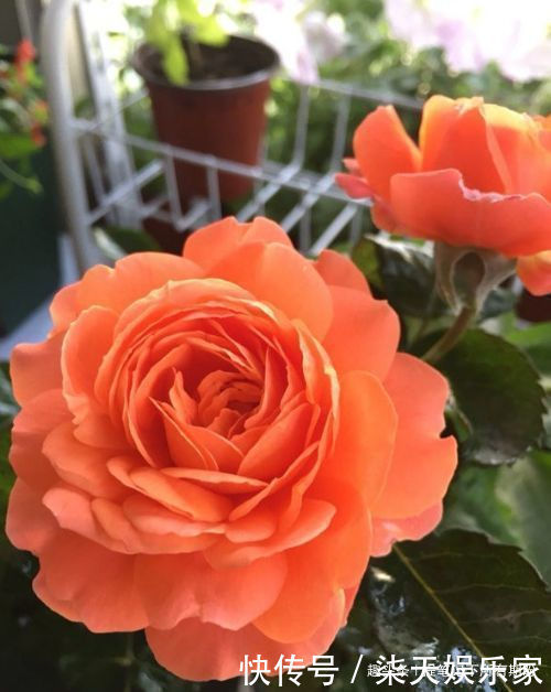 月季|“高端月季”土星王阳台,丰腴婀娜,美丽怡人,可以说是养花必备