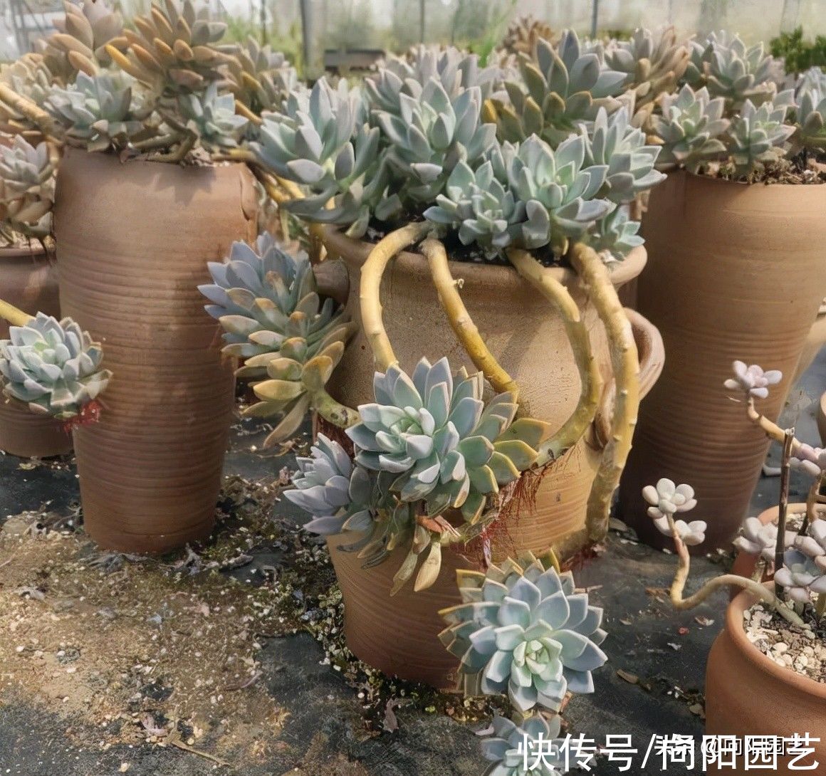 养多肉的“干货”，绝对实用，别再说多肉养不活，实际很好养