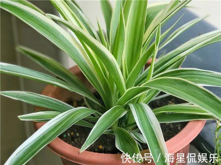天后|10个养花的坏习惯,赶紧改,不然真是浪费钱!