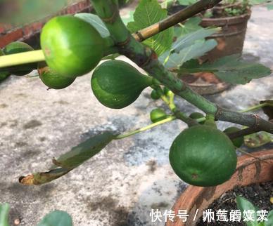 无花果|阳台种“无花果”,注意3个小细节,不掉果,果子多,甜又大!