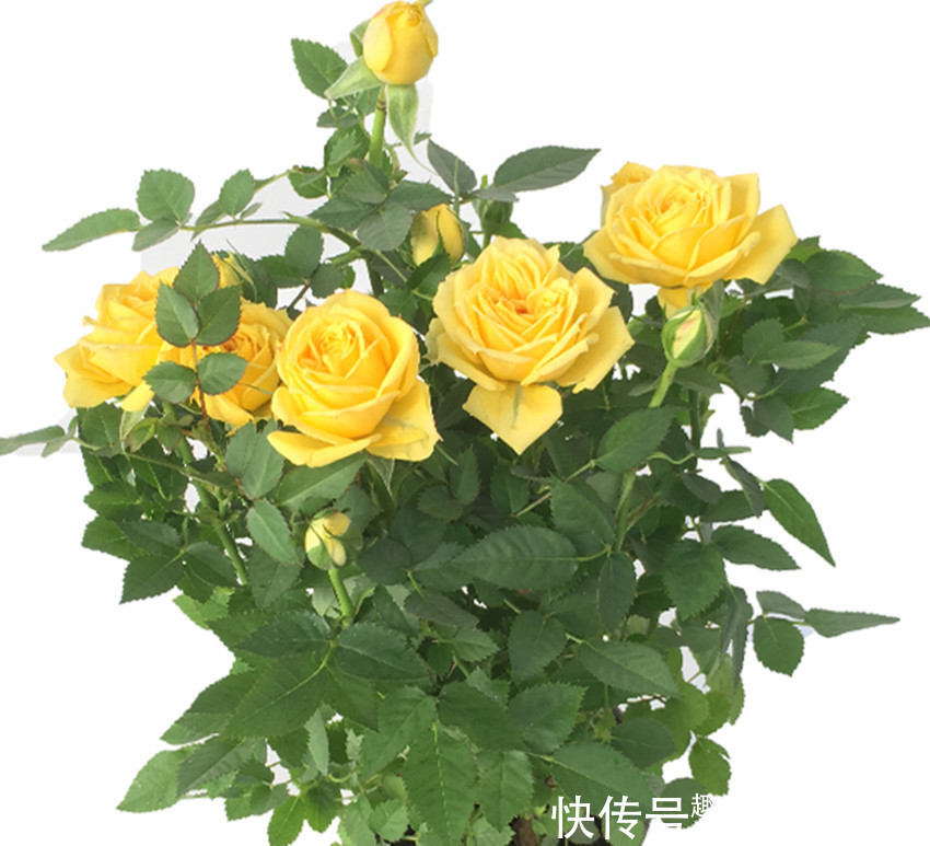 世界著名四大切花，花卉中的佼佼者，谁看见都想养，养一盆值了