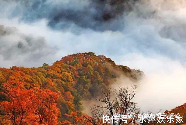 红叶|大别山“赏秋圣地”云海红叶人间仙境，现在正是最佳观赏期！