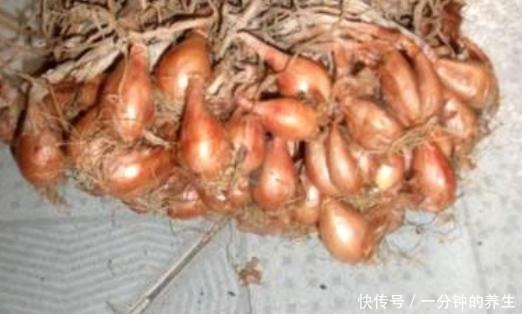花盆种葱很简单,用1个技巧,一年四季郁郁葱葱,种阳台随吃随摘!