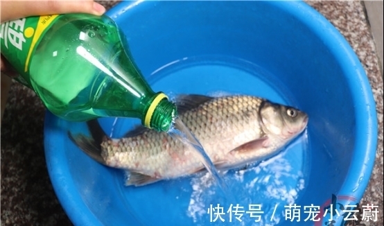 大姐将一大瓶雪碧倒进鱼桶中，不到1分钟，鲫鱼的反应真是绝了！
