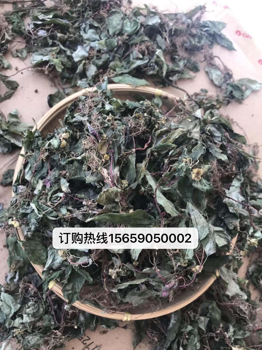 风鼓草的药用价值