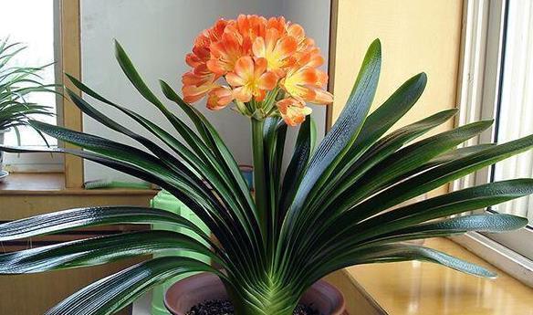 北阳台阳光少,可是此7种花,照样一个劲儿开花,连开几个月