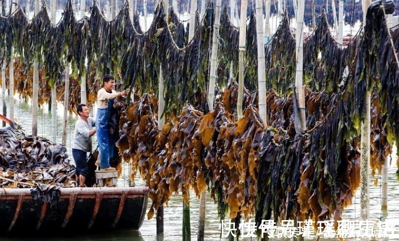 海带|中国6种最便宜海鲜，5块钱一斤，和蔬菜一样便宜，非常美味