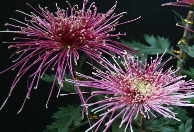 1种大菊花，花败也“不变色”，比牡丹艳，比月季好养，一开90天