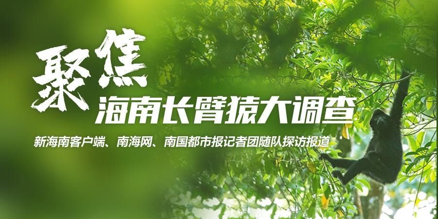 热带雨林国|海南长臂猿保护工作提速增效：绿水青山间 猿声啼不住