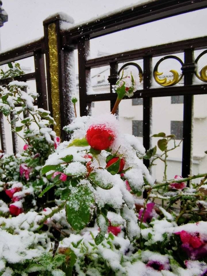 情报站|故乡立冬的雪