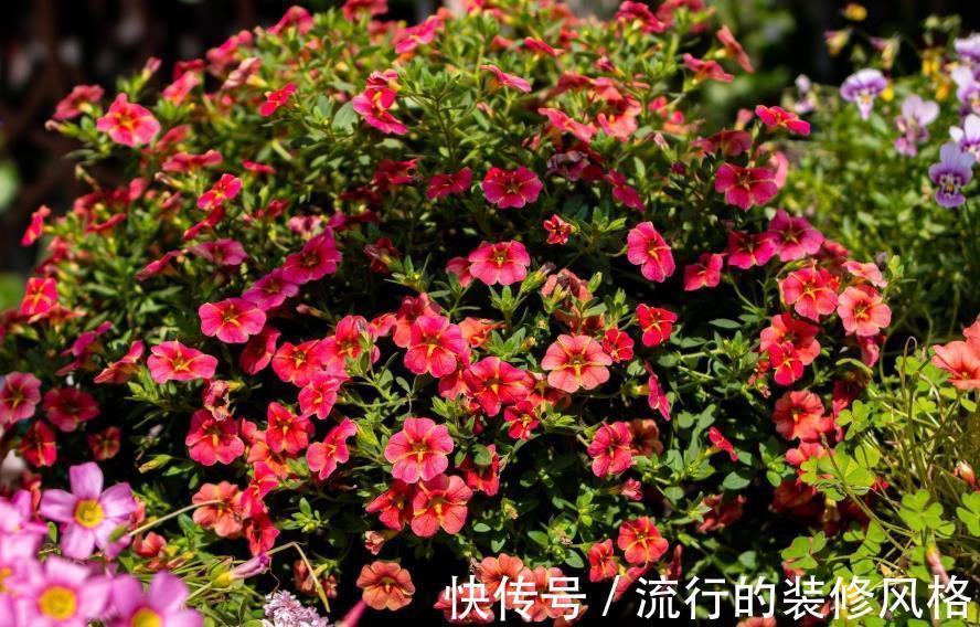 换盆|养花切勿盲目换盆，贪多嚼不烂，一不小心换死掉