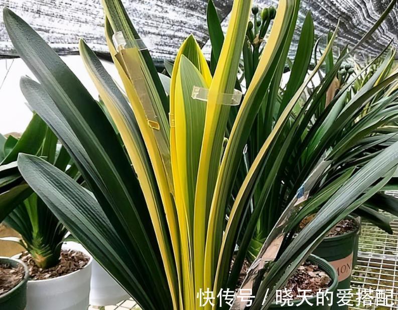 秋凉|8月前后,盆栽君子兰切记这些,不然秋凉植株难开花