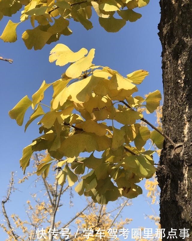 银杏|能活几十年的花，家里养一盆，还能作传家宝！