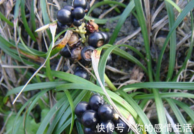 沿阶草苷|被誉为'不老药',果实像珍珠,浑身上下都是宝,你认识吗?