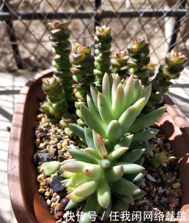 养了三年,多肉终于给点颜色瞧瞧了