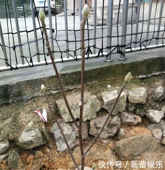 玉兰|家门口种棵“吉祥花”,满树都开花,还有“镇宅”好兆头